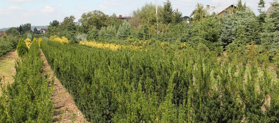 ABRAM pépinière d'arbustes et d'arbres d'ornement 01