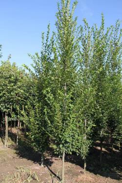 ABRAM pépinière d'arbustes et d'arbres d'ornement 02