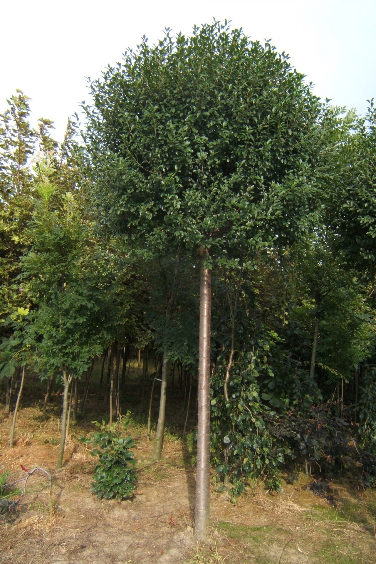 ABRAM pépinière d'arbustes et d'arbres d'ornement 06