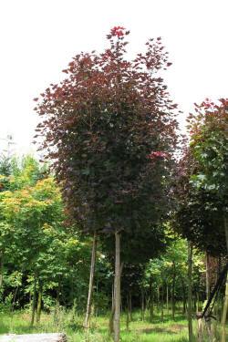 ABRAM pépinière d'arbustes et d'arbres d'ornement 07