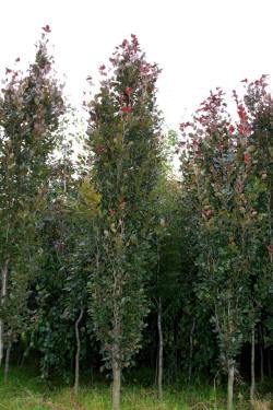ABRAM pépinière d'arbustes et d'arbres d'ornement 09
