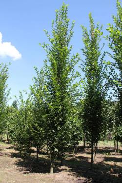 ABRAM pépinière d'arbustes et d'arbres d'ornement 11