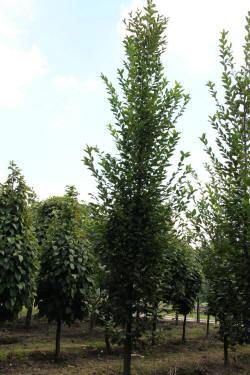 ABRAM pépinière d'arbustes et d'arbres d'ornement 14