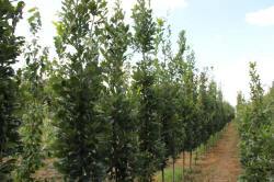 ABRAM pépinière d'arbustes et d'arbres d'ornement 15